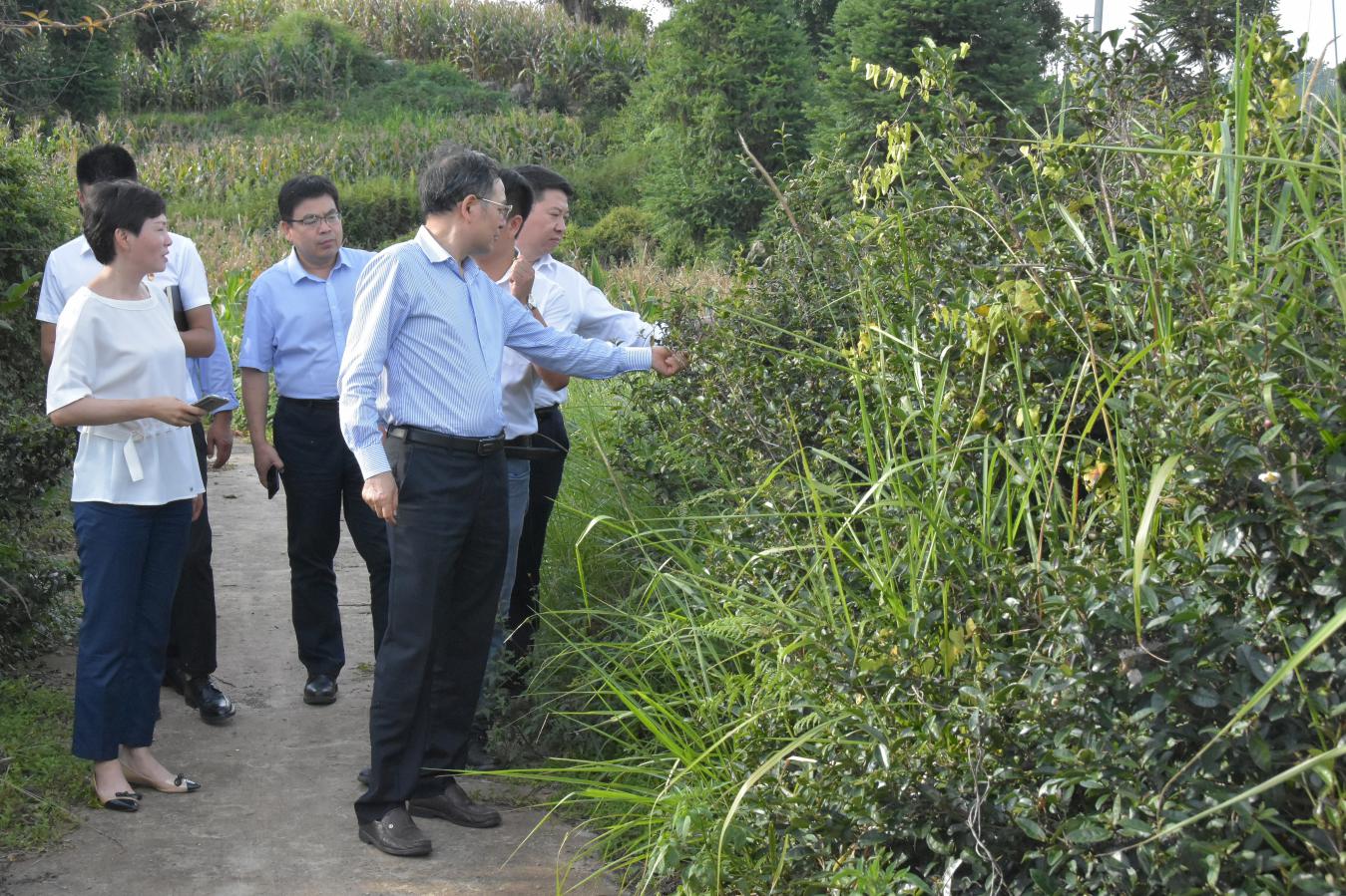 查看古茶树生长情况